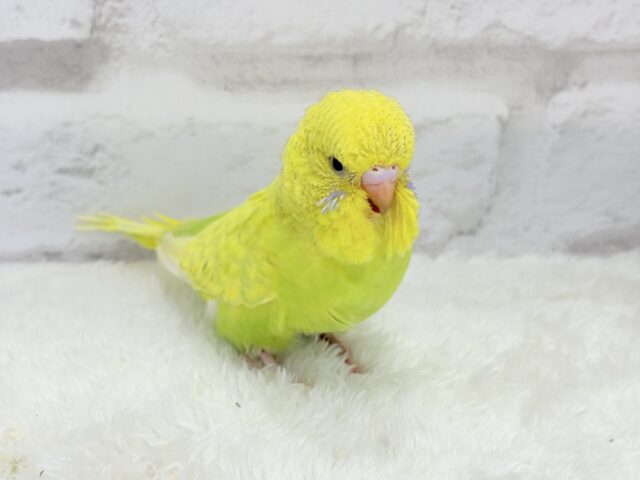 ジャンボセキセイインコ