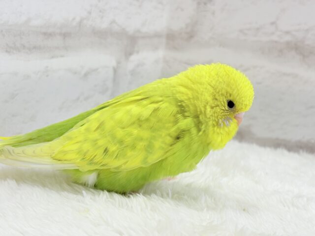 ジャンボセキセイインコ