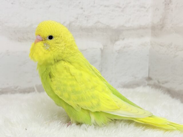 ジャンボセキセイインコ