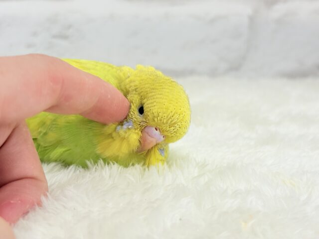 ジャンボセキセイインコ