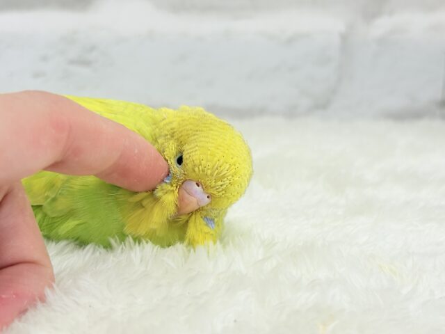 ジャンボセキセイインコ