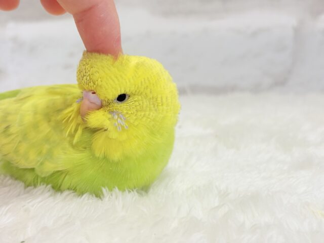 ジャンボセキセイインコ