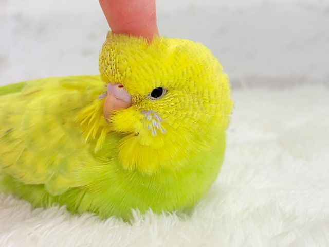 【最新画像更新🪄】爽やか🌱若草カラー💚ジャンボセキセイインコ(スパングル) ヒナ