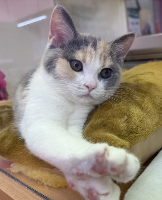 ブリティッシュショートヘア