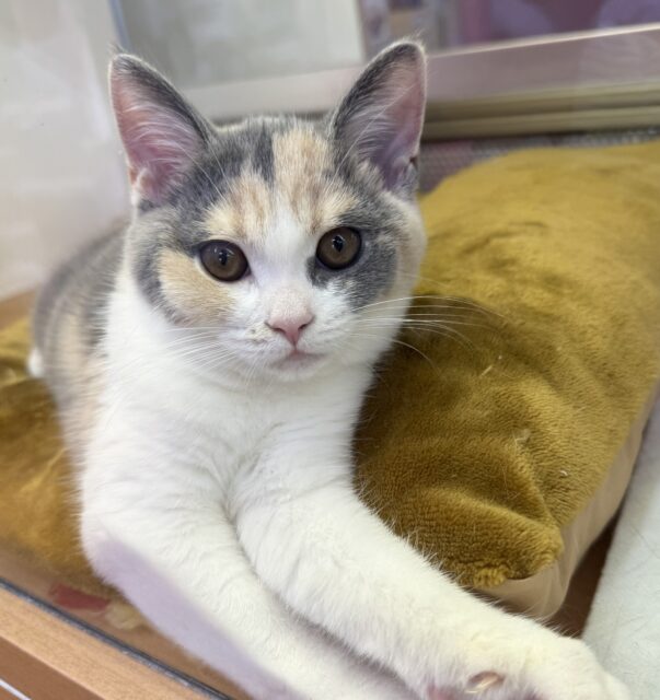 ブリティッシュショートヘア