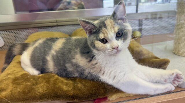 ブリティッシュショートヘア