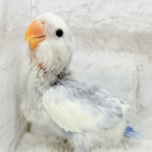 【最新画像更新🪄】美カラー💖わた毛おぱんつの天使🧚コザクラインコ(バイオレットオパーリンパイド) ヒナ