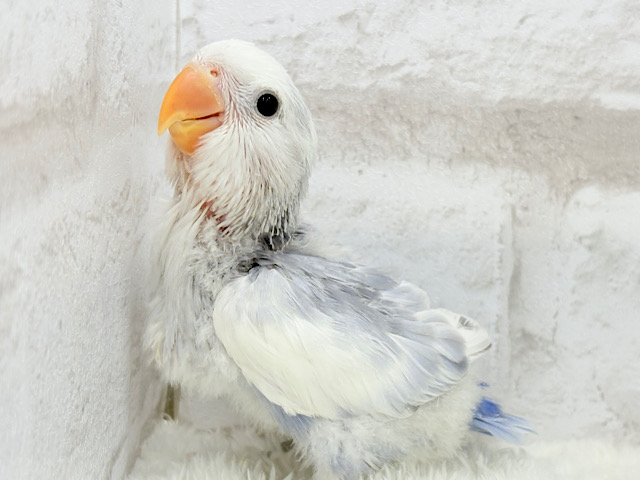 【最新画像更新🪄】美カラー💖わた毛おぱんつの天使🧚コザクラインコ(バイオレットオパーリンパイド) ヒナ