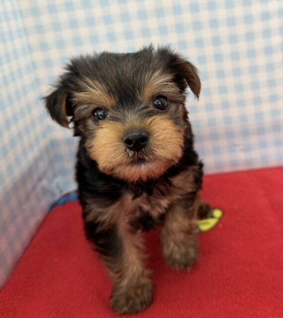 ヨークシャテリア