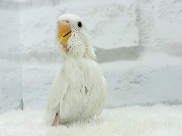 コザクラインコ（小桜インコ）