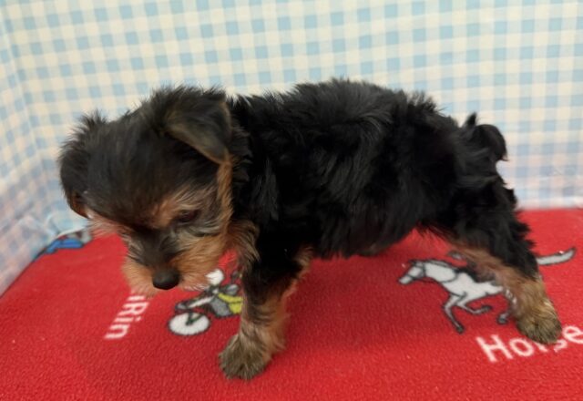 ヨークシャテリア