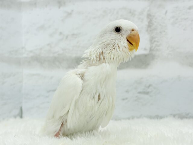 コザクラインコ（小桜インコ）