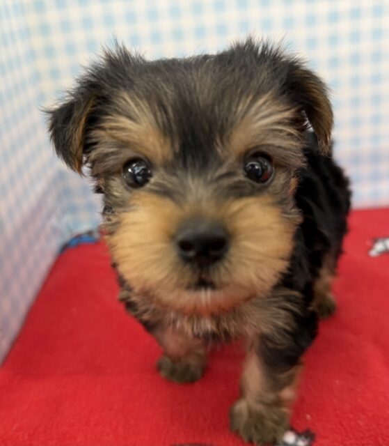 ヨークシャテリア