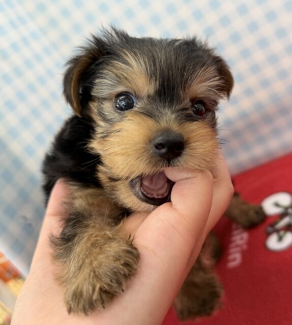 ヨークシャテリア