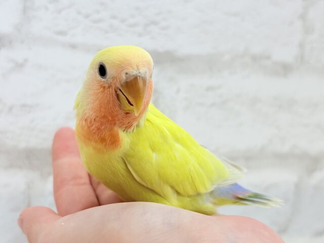 コザクラインコ（小桜インコ）