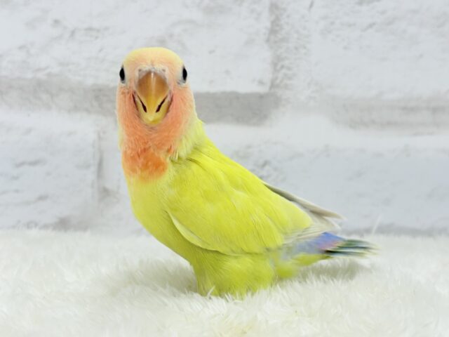 コザクラインコ（小桜インコ）