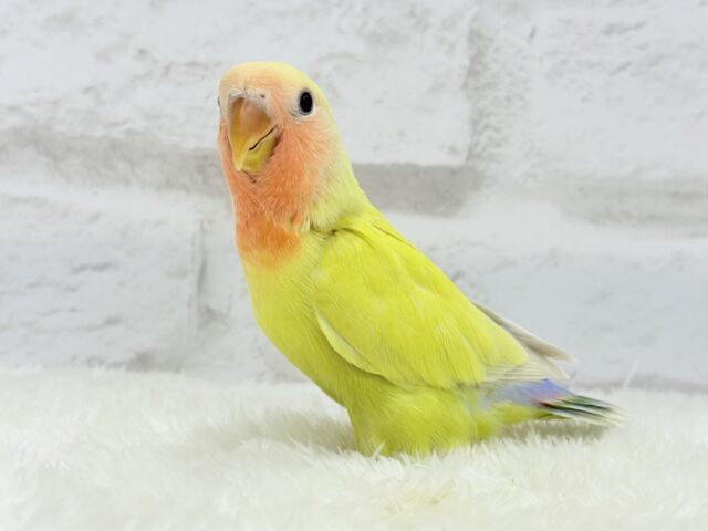 コザクラインコ（小桜インコ）