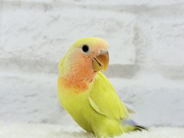 コザクラインコ（小桜インコ）