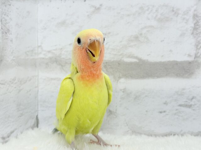 コザクラインコ（小桜インコ）