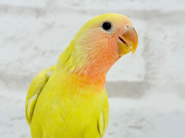 【最新画像更新🪄】黄金に輝くスーパースター🌟コザクラインコ(ゴールデンチェリー) ヒナ