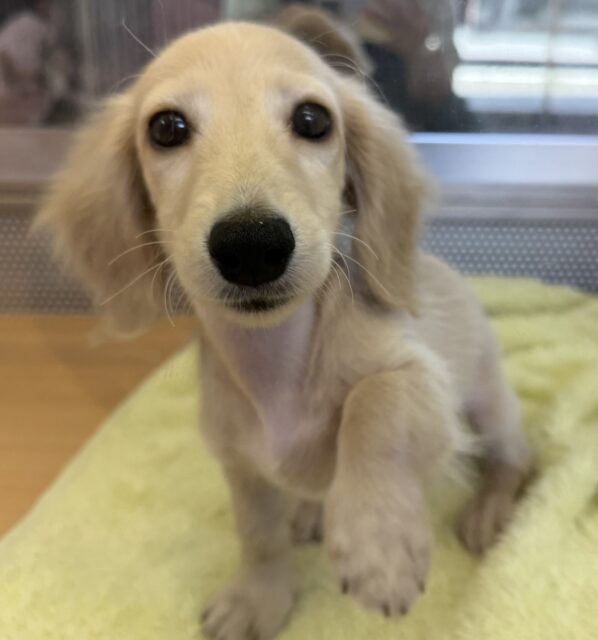 ミニチュアダックス