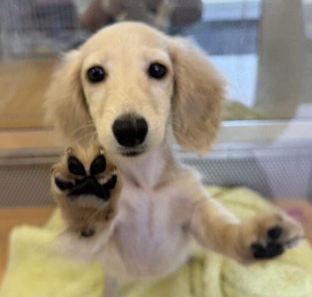 ミニチュアダックス