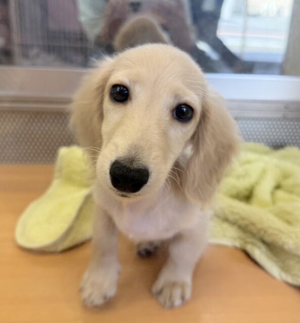 ミニチュアダックス