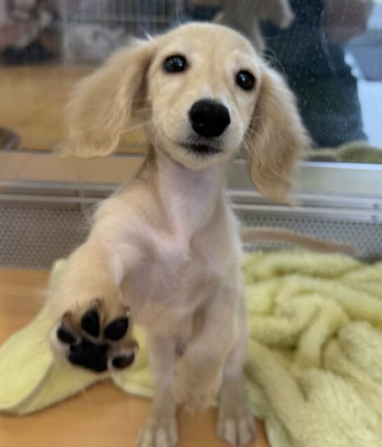 ミニチュアダックス