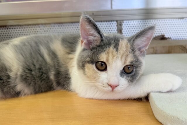 ブリティッシュショートヘア