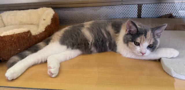 ブリティッシュショートヘア