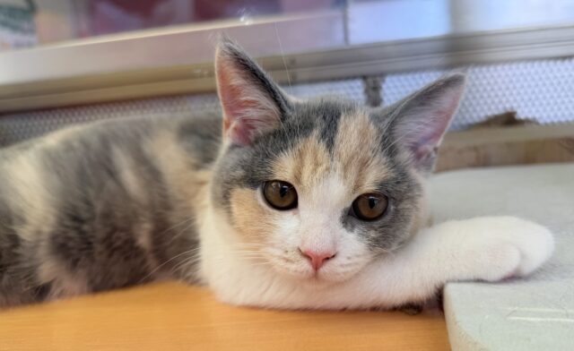 ブリティッシュショートヘア