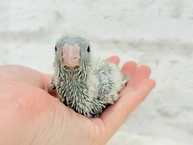 サザナミインコ