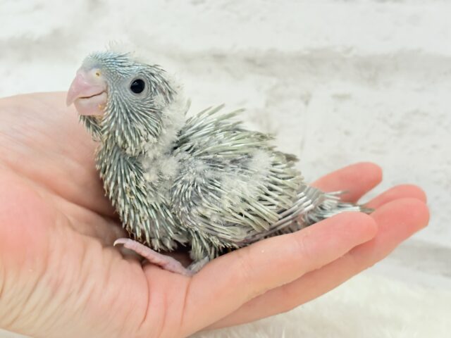サザナミインコ
