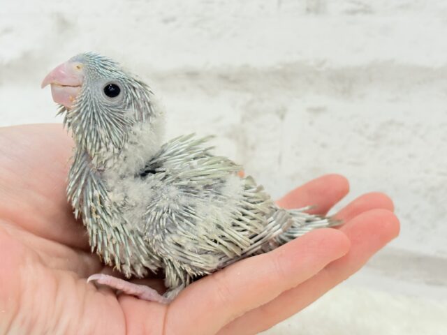 サザナミインコ