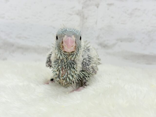 サザナミインコ