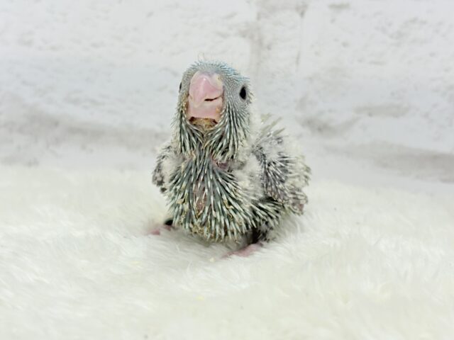 サザナミインコ