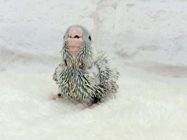 サザナミインコ