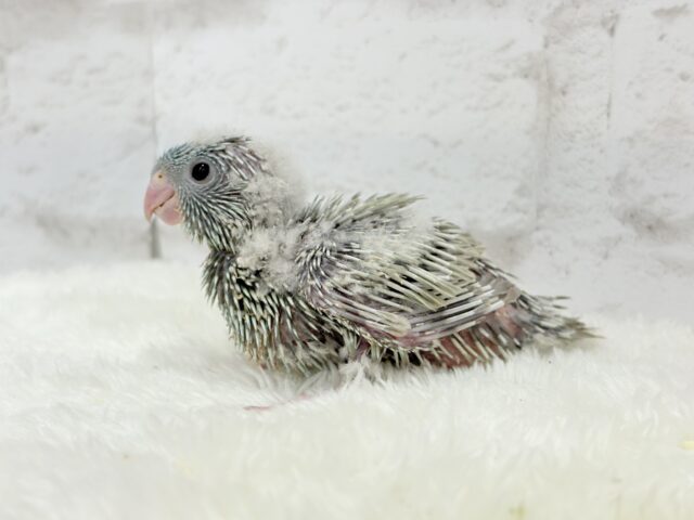 サザナミインコ