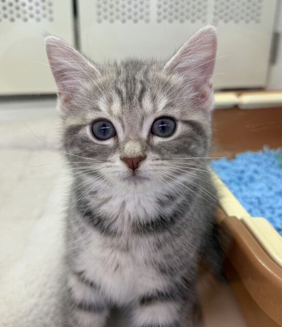 アメリカンショートヘア