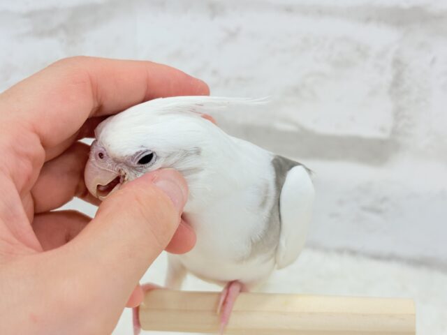 オカメインコ
