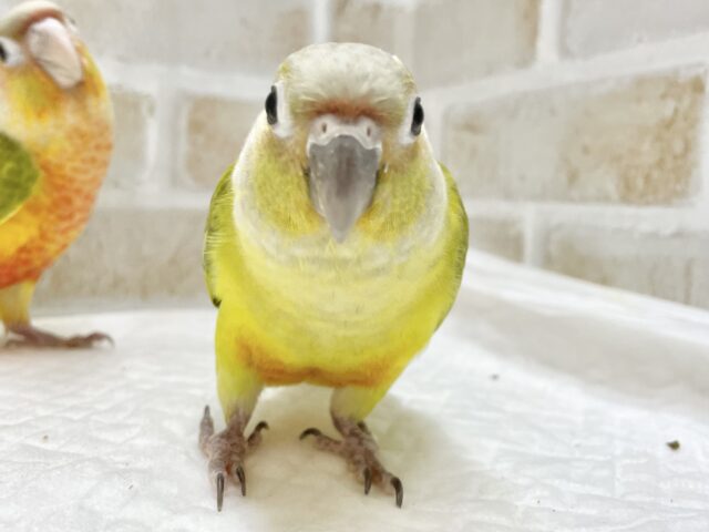 ホオミドリウロコインコ