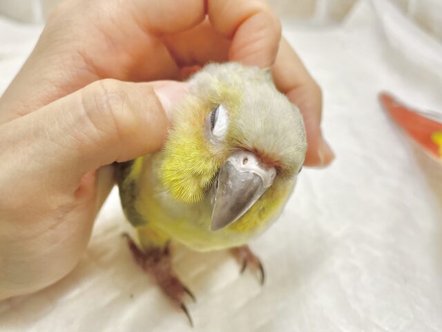 ホオミドリウロコインコ
