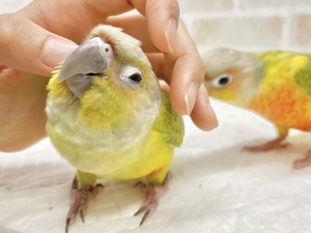 ホオミドリウロコインコ