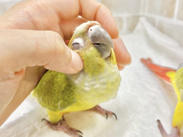 ホオミドリウロコインコ