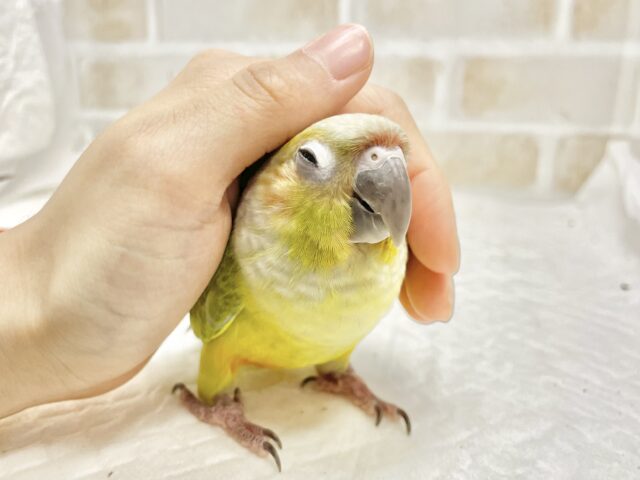 ホオミドリウロコインコ