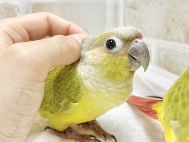 ホオミドリウロコインコ