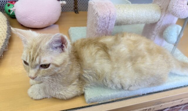 最近画像!抱っこも大好き!甘えん坊のラムキンくん! ラムキン