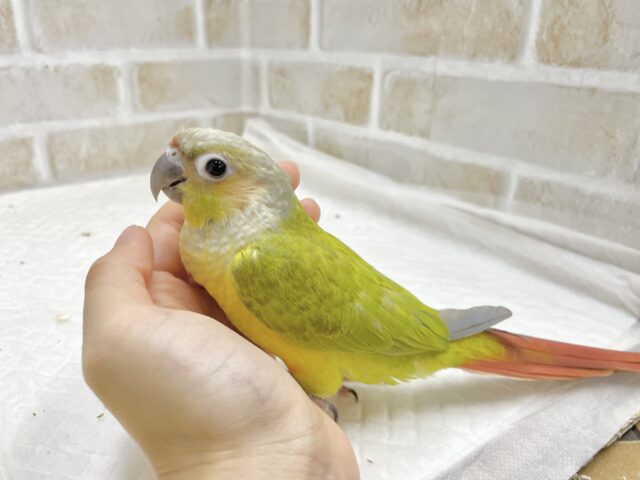 ホオミドリウロコインコ