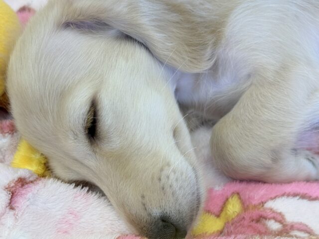 ミニチュアダックス