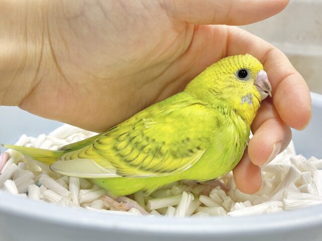 最新画像あり⭐️新緑カラーのグリーンさん🌳セキセイインコ（グリーンスパングル）